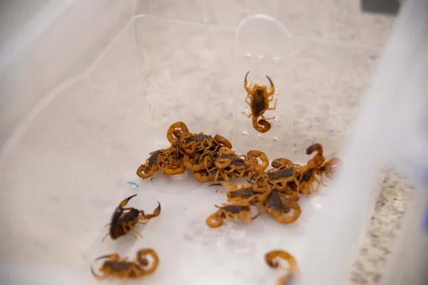 Escorpiões-amarelos (Tityus serrulatus)