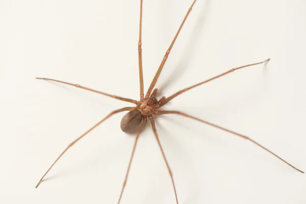 Aranha-marrom