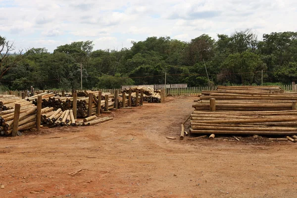 Silvicultura impulsiona produção na agroindústria e no campo