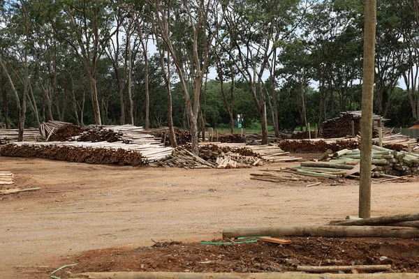 Silvicultura impulsiona produção na agroindústria e no campo