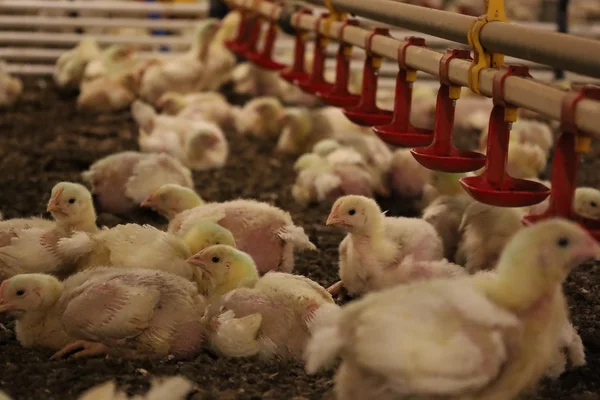 Silvicultura impulsiona produção na agroindústria e no campo