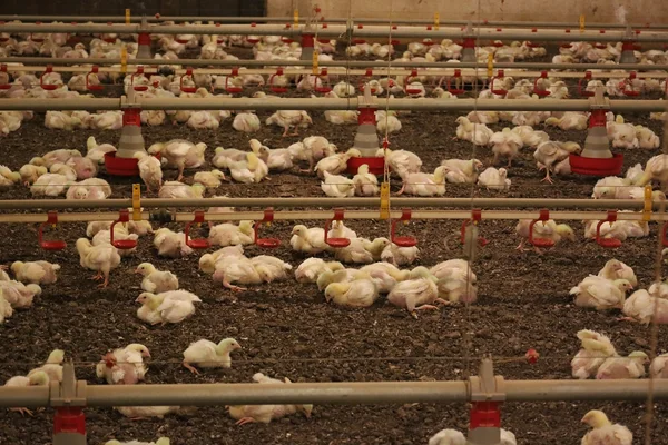 Silvicultura impulsiona produção na agroindústria e no campo