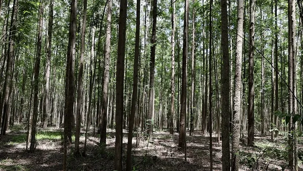 Silvicultura impulsiona produção na agroindústria e no campo