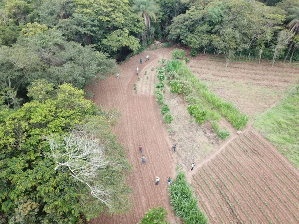 Projeto "SemeArroz", da Epamig, tem desenvolvido estudos para implantar o cultivo de arroz em terras altas