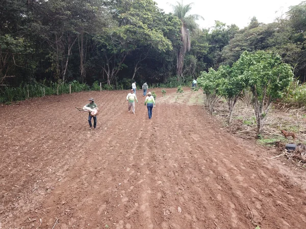 Projeto "SemeArroz", da Epamig, tem desenvolvido estudos para implantar o cultivo de arroz em terras altas