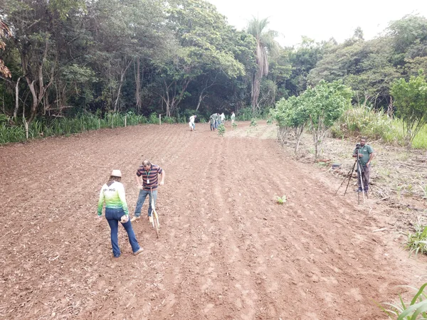 Projeto "SemeArroz", da Epamig, tem desenvolvido estudos para implantar o cultivo de arroz em terras altas