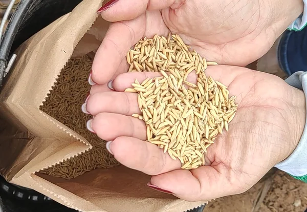 Projeto "SemeArroz", da Epamig, tem desenvolvido estudos para implantar o cultivo de arroz em terras altas