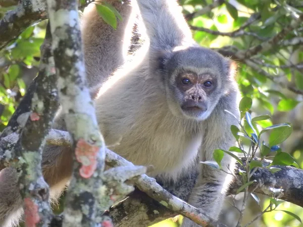 Pesquisas científicas avançam nos parques estaduais e fortalecem a conservação da biodiversidade em Minas Gerais
