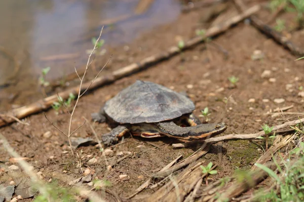 Rodovias concessionadas de Minas Gerais já resgataram cerca de 270 animais em 2025