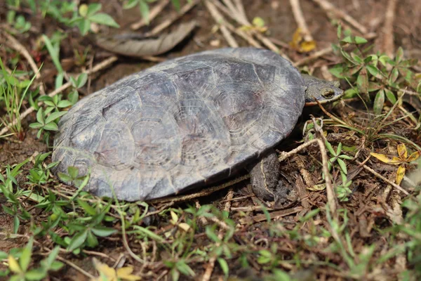 Rodovias concessionadas de Minas Gerais já resgataram cerca de 270 animais em 2025