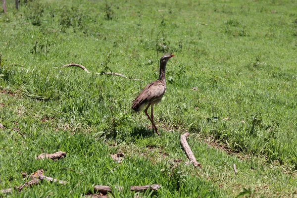 Rodovias concessionadas de Minas Gerais já resgataram cerca de 270 animais em 2025