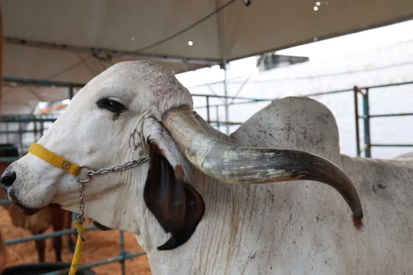 Governo de Minas participa da abertura da 9ª edição da Feragro em Capelinha