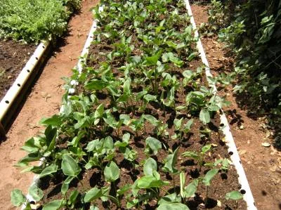 O mangarito, planta em extinção, é uma das 23 espécies de hortaliças não-convencionais cultivadas