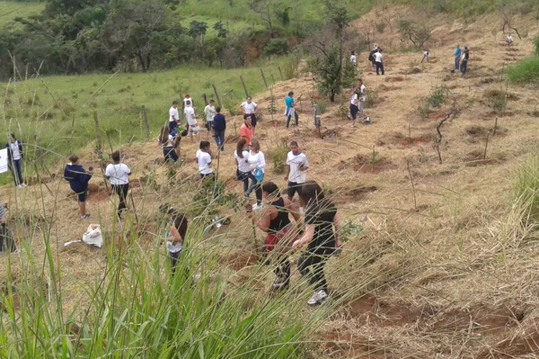 Plantio de mudas em Seritinga, Zona da Mata mineira