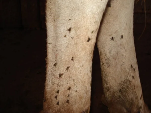 A Mosca dos Estábulos, como é popularmente conhecida, ataca preferencialmente equinos e bovinos
