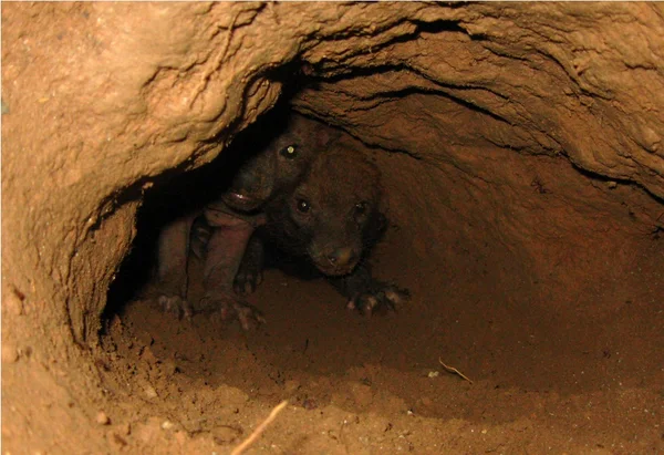 Parente do lobo-guará, cachorro-vinagre pesa cerca de 5 kg