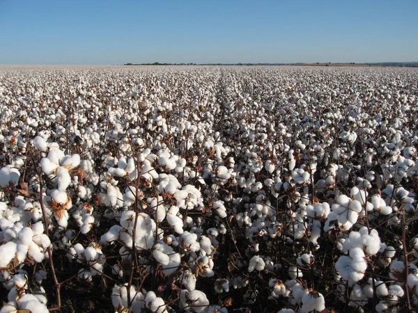 O cultivo de algodão esteve proibido entre 20 de setembro e 20 de novembro