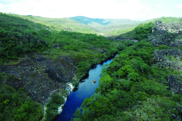 Plantas típicas do cerrado mineiro estão sendo estudadas pela Fundação Ezequiel Dias