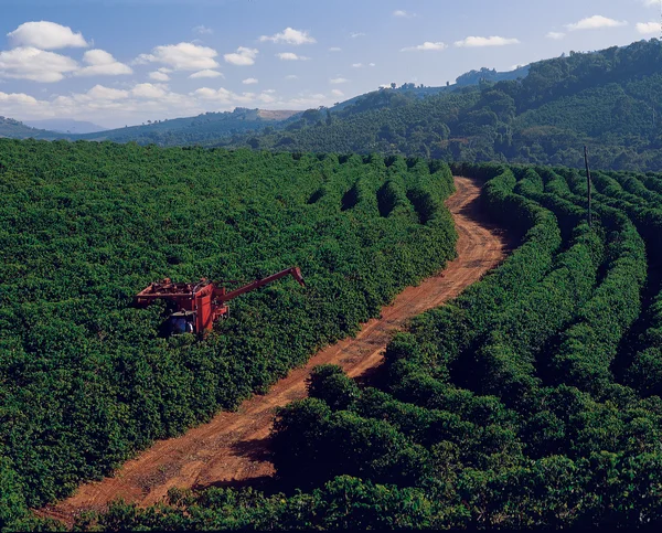 Excesso de frio e principalmente a geada são prejudiciais à produtividade do café e podem causar danos físicos às lavouras