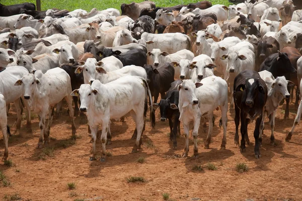 Segunda etapa da Campanha Nacional de Vacinação Contra a Febre Aftosa será de 1º a 30 de novembro
