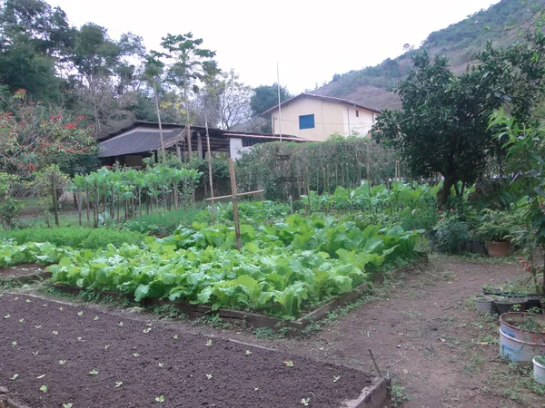 Programa estruturador Cultivar, Nutrir e Educar fortalece a agricultura familiar em Minas