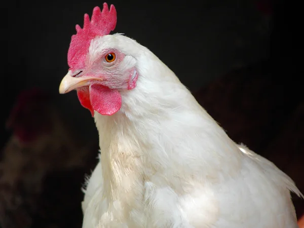 As micoplasmoses e salmoneloses são agentes de doença que provocam enfermidades em aves