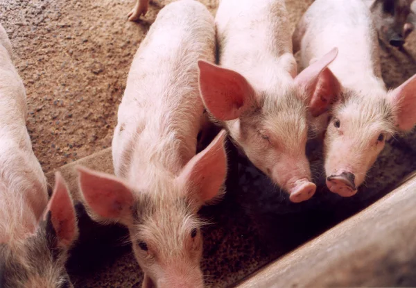 A suinocultura estadual conta com mais de 5 milhões de animais, indica a Asemg