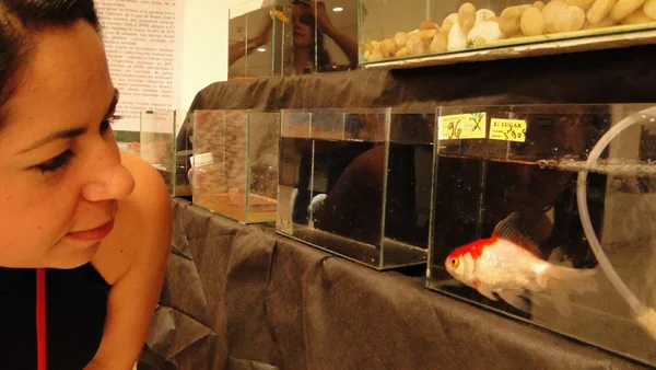 Peixes ornamentais também foram destaque na feira de agricultores familiares na Camg