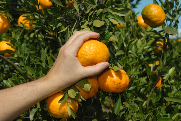 Cultivo de pomares tem o objetivo de despertar o valor da fruticultura na alimentação, na diversificação da cultura e para o meio ambiente