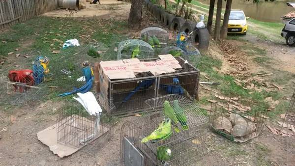 Em geral, o estado dos animais resgatados do tráfico é deplorável