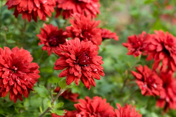 Levantamento vai permitir traçar um um panorama completo da produção de flores em Minas Gerais
