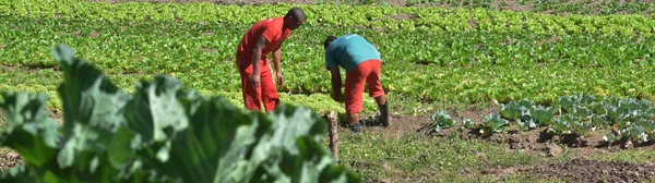 Detentos trabalham em atividade agrícola. Parceiros da Seap empregam mão de obra carcerária e se candidatam ao Selo Social