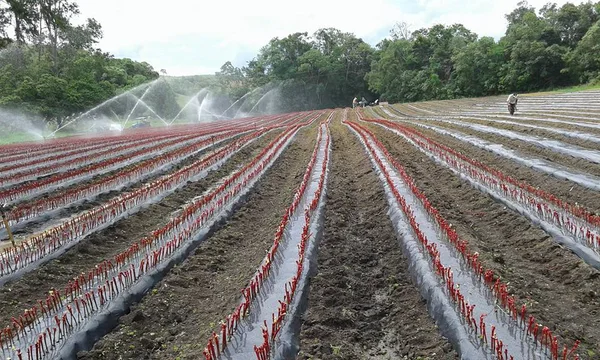Mudas de videiras produzidas por enxertia de mesa no Campo Experimental em Caldas