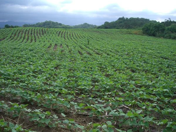 Após todas as análises previstas, pesquisadores e extensionistas irão produzir materiais para apresentar os resultados aos agricultores