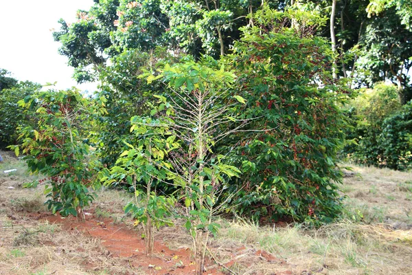 Exemplo de pé de café acometido pela doença nematoide, estudada em pesquisa pioneira desenvolvida pela Epamig