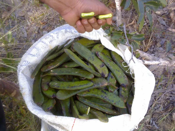 Pesquisa consolida avanços na cadeia produtiva do cultivo de fava d'anta, planta originária do Cerrado