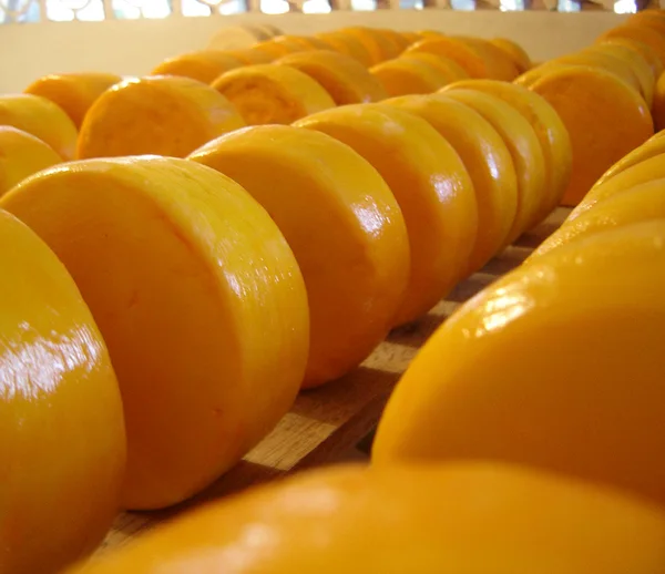 Queijo Minas Artesanal da região da Serra do Salitre