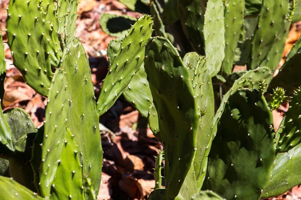 Desde 2009, a Epamig desenvolve estudos e incentiva o cultivo da palma