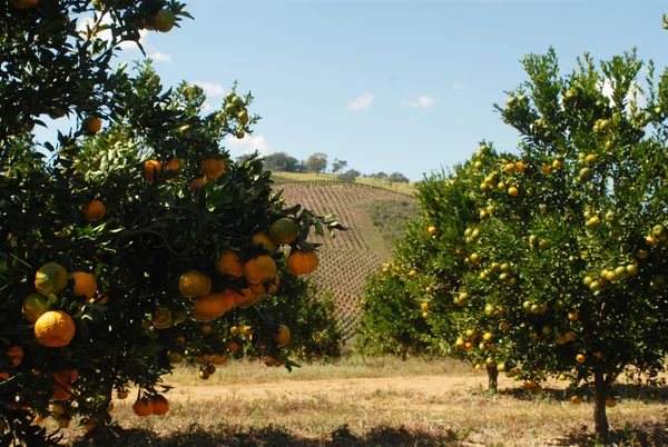 A produção de tangerina Ponkan é a principal atividade de mais de 500 agricultores do município de Belo Vale
