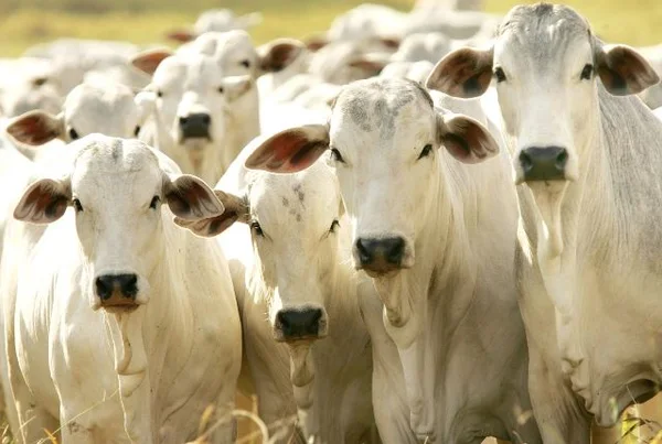 Quem não se recadastrou está impossibilitado de obter a Guia de Trânsito Animal 
