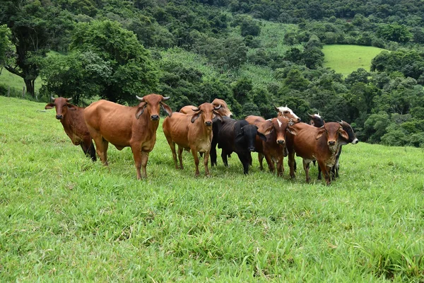 A vacinação do rebanho permanece obrigatória e é a principal forma de se prevenir contra a doença