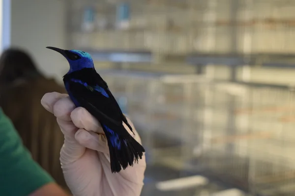 Saíra-beija-flor apreendido pela fiscalização de fauna
