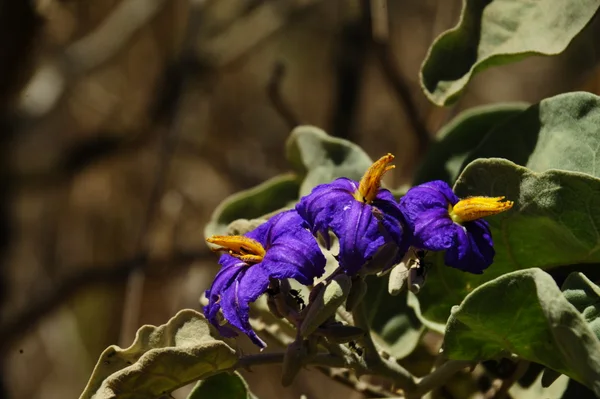 Unidade de conservação, no Vetor Norte da capital, tem diversas atrações para colocar o visitante bem pertinho da natureza