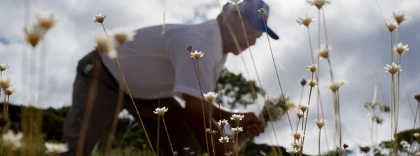 As sempre-vivas fazem parte do mercado de flores ornamentais da região do Espinhaço desde 1930