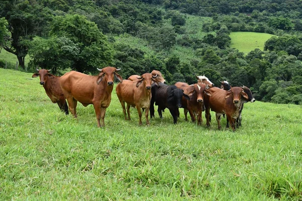 Minas Gerais possui o segundo maior rebanho nacional de bovinos, com cerca de 22 milhões de animais