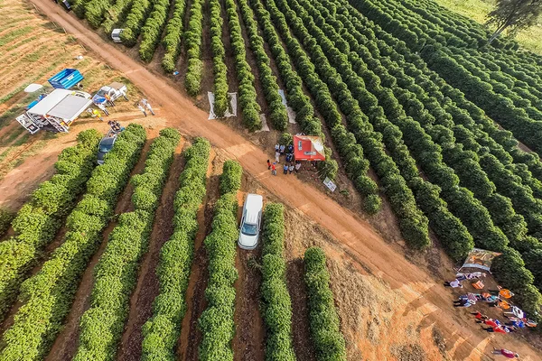 Expocafé 2019 começa na quarta-feira