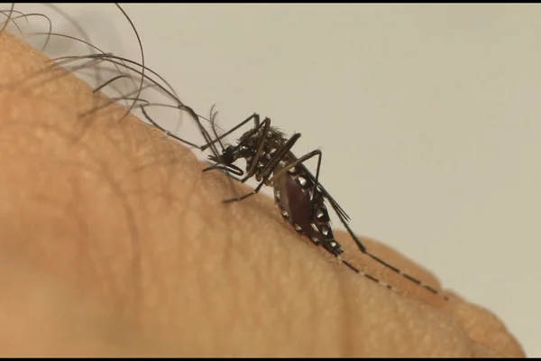 Governo destina mais R$ 1,74 milhão para ações contra dengue em 45 municípios