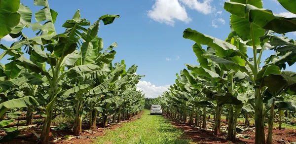 Delfinópolis é, hoje, o segundo maior produtor de banana de Minas Gerais