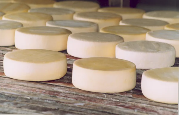 A fabricação do Queijo Minas Artesanal é um dos caminhos que podem ser seguidos pelos produtores