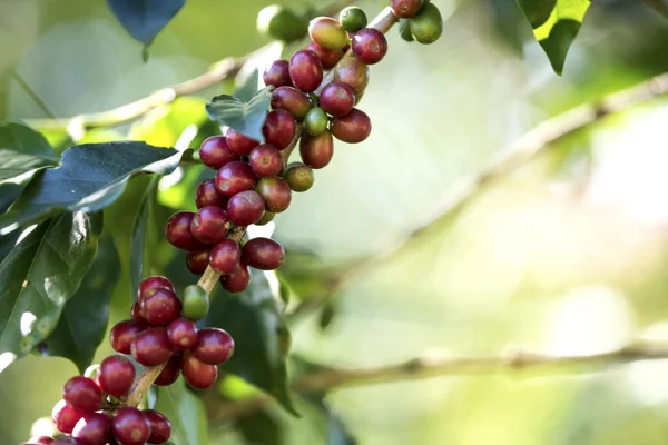 Demanda por cafés diferenciados cresce e deve favorecer exportações em 2020